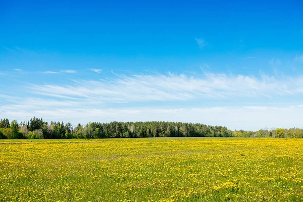 黄色蒲公英和蓝色天空的田野 夏季背景 — 图库照片