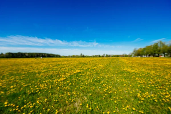黄色蒲公英和蓝色天空的田野 夏季背景 — 图库照片