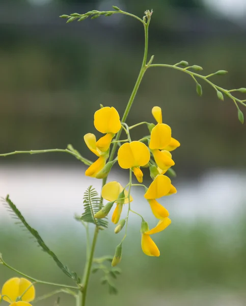 Sesbania Fiore su sfondo naturale — Foto Stock