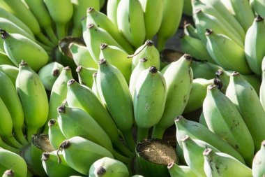 Yeşil muz arka plan, Tay meyve