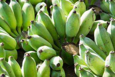 Yeşil muz arka plan, Tay meyve