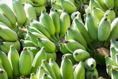 Yeşil muz arka plan, Tay meyve