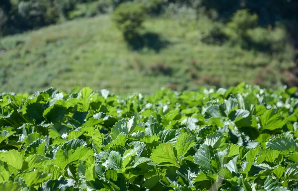 Ladang strawberry di Chiangmai, lthailand — Stok Foto