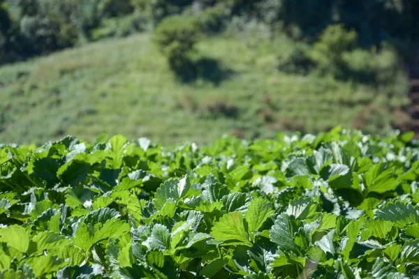 Strawberry fält i Chiangmai, lthailand — Stockfoto