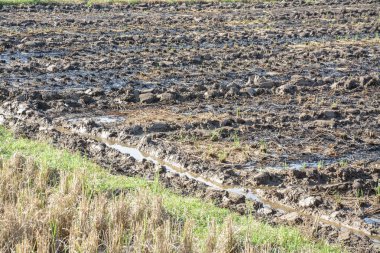pirinç alan, Tayland tarımda toprak hazırlamak