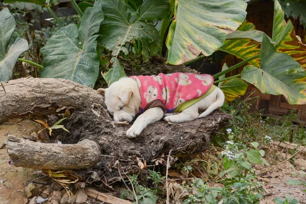 Puppy sleeping on the log — Stock Photo, Image