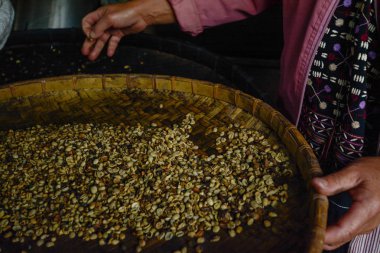 çiğ kahve çekirdekleri Tayland'da seçme kadın