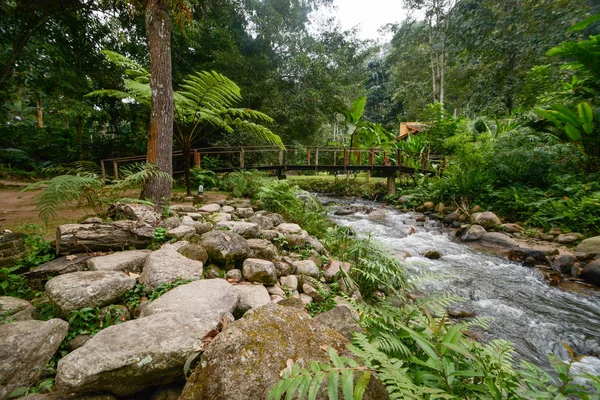 Mae Kampong şelale ve nehirde yeşil orman, Chiang Mai, Tayland — Stok fotoğraf