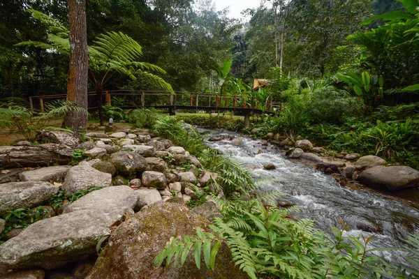 Mae Kampong şelale ve nehirde yeşil orman, Chiang Mai, Tayland — Stok fotoğraf