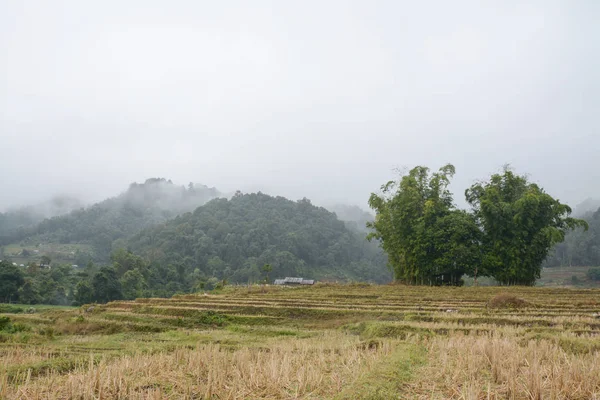 Tarasy ryżowe pole w Mae Klang Luang, Mae Chaem, Chiang Mai, Tajlandia — Zdjęcie stockowe