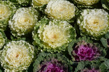Lahana alan, Doi Inthanon Milli Parkı Chiangmai, Tayland