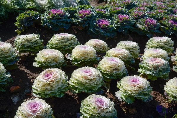 Kål fält på Doi Inthanon nationalpark, Chiangmai, Thailand — Stockfoto