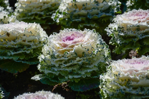 Campo de repolho no Parque Nacional Doi Inthanon, Chiangmai, Tailândia — Fotografia de Stock