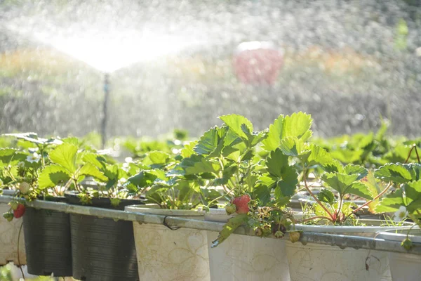 Campos de fresas con sistemas de riego en Chiangmai, Tailandia — Foto de Stock