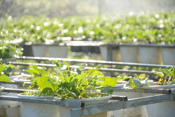 Strawberry fält med bevattningssystem i Chiangmai, lthailand — Stockfoto