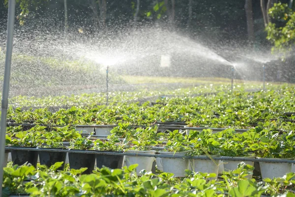 Strawberry fält med bevattningssystem i Chiangmai, lthailand — Stockfoto