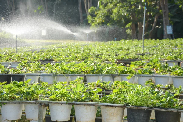 Ladang stroberi dengan sistem irigasi di Chiangmai, lthailand — Stok Foto