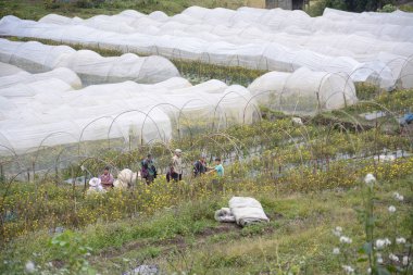 Chiangmai, Tayland - Aralık 18,2016: Flowerbed Mae Klang Luang, Chiangmai, Tayland, Thailand, yerel insanlarla