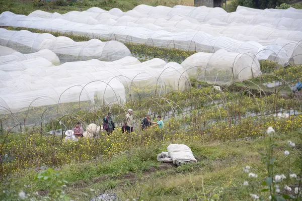 Chiangmai, Tayland - Aralık 18,2016: Flowerbed Mae Klang Luang, Chiangmai, Tayland, Thailand, yerel insanlarla