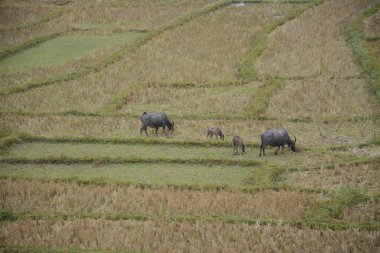 Manda pirinç terasları alanında Mae Klang Luang, Mae Chaem, Chiang Mai, Tayland