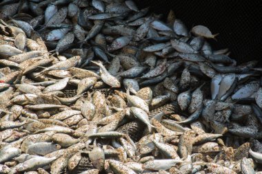 Birçok taze balık arka plan