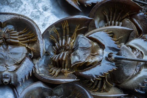 Horseshoe crab sea food — Stock Photo, Image