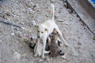 köpek besleme onun kukla
