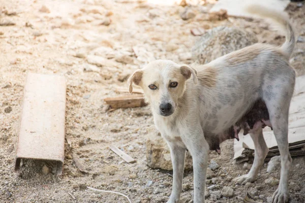 タイ、タイのホームレスの犬 — ストック写真
