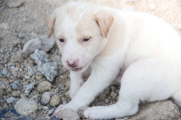 Cãozinho bonito Cão tailandês, Tailândia — Fotografia de Stock