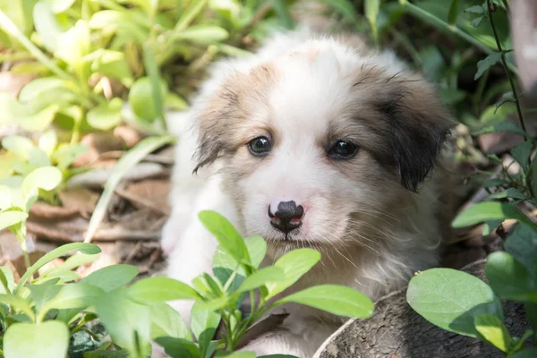 Schattige puppy Thaise hond, Thailand — Stockfoto