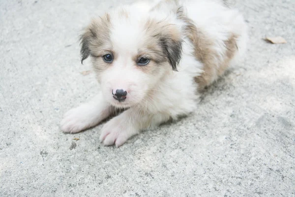 Niedlicher Welpe thailändischer Hund, thailand — Stockfoto