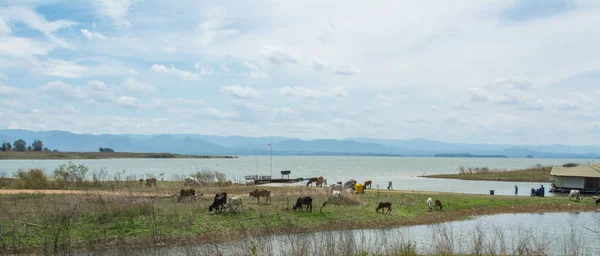 Group of Thai cow on  farmland field near the lake — Stock Photo, Image