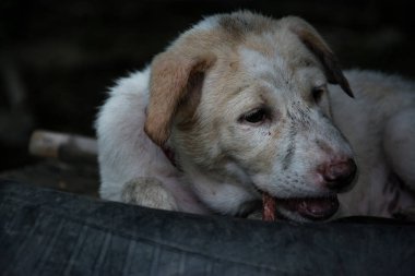 Şirin köpek yavrusu Tay köpek yemek yiyecek, Tayland