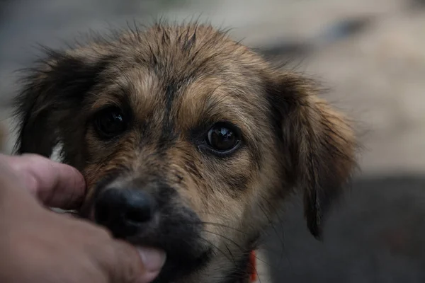 Tatlı Tay köpek, Tayland — Stok fotoğraf