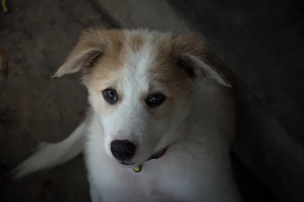 かわいい子犬タイ犬、タイ — ストック写真