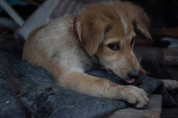 かわいい子犬タイ犬、タイ — ストック写真