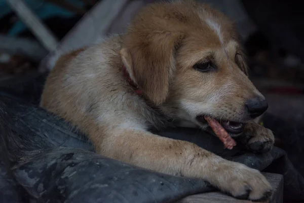 かわいい子犬タイ犬食品、タイを食べる — ストック写真