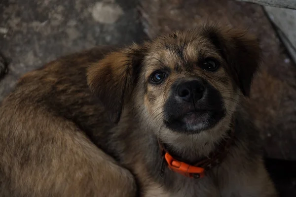 Schattige puppy Thaise hond, Thailand — Stockfoto