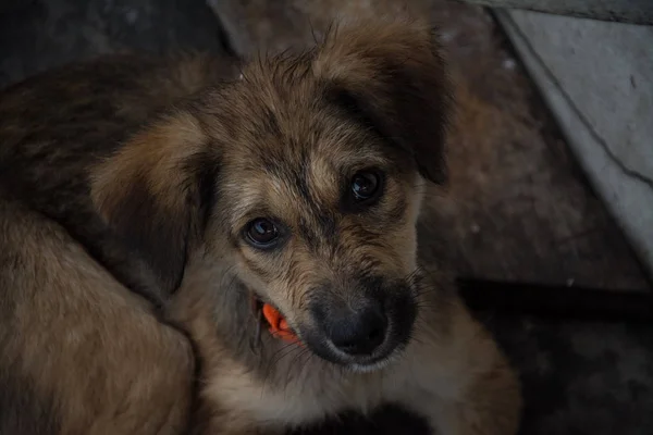 Schattige puppy Thaise hond, Thailand — Stockfoto