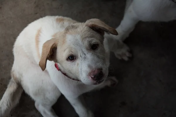 Schattige puppy Thaise hond, Thailand — Stockfoto