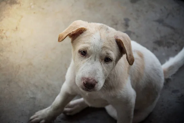 Cãozinho bonito Cão tailandês, Tailândia — Fotografia de Stock