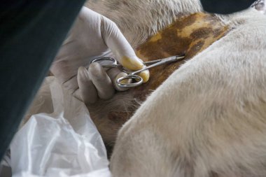 Sterilizasyon içinde belgili tanımlık köpek veteriner hekimler tarafından.