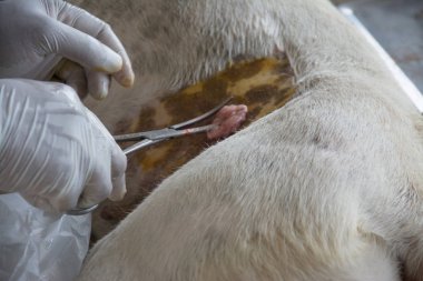 Sterilizasyon içinde belgili tanımlık köpek veteriner hekimler tarafından.