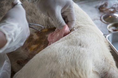 Sterilizasyon içinde belgili tanımlık köpek veteriner hekimler tarafından.