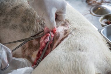 Sterilizasyon içinde belgili tanımlık köpek veteriner hekimler tarafından.