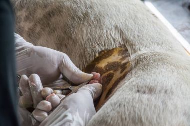 Sterilizasyon içinde belgili tanımlık köpek veteriner hekimler tarafından.