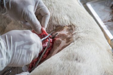 Sterilizasyon içinde belgili tanımlık köpek veteriner hekimler tarafından.