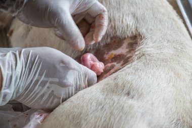 Sterilizasyon içinde belgili tanımlık köpek veteriner hekimler tarafından.