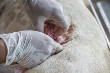 Sterilizasyon içinde belgili tanımlık köpek veteriner hekimler tarafından.