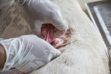 Sterilizasyon içinde belgili tanımlık köpek veteriner hekimler tarafından.